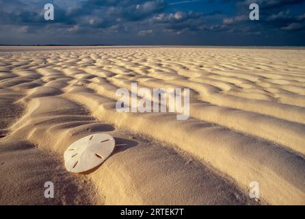 Sand dollar lies on a sandy beach; Andros Island, Bahamas Stock Photo