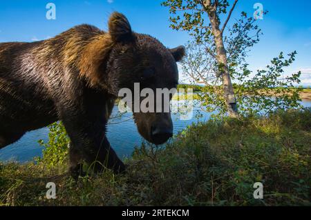 Siberian Brown bear (Ursus arctos beringianus) photographed with a camera trap; Kronotsky Zapovednik, Kamchatka, Russia Stock Photo