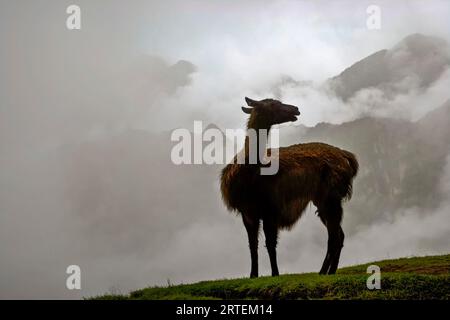 Llama (Lama glama) on cloud shrouded Machu Picchu; Machu Picchu, Peru Stock Photo