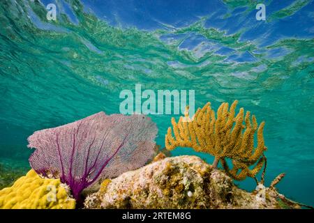 Underwater view of a coral reef in Belize; Turneffe Island, Belize Stock Photo