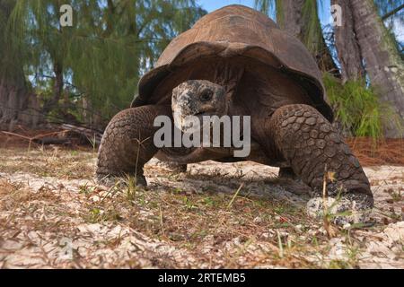 Giant tortoise (Aldabrachelys sp.) crawls toward the camera; Aldabra Island, Seychelles Stock Photo