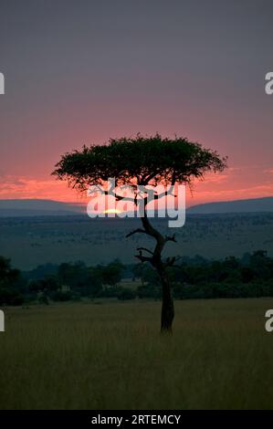Gorgeous sunset behind a silhouetted acacia tree in Masai Mara National Park in Kenya; Kenya Stock Photo
