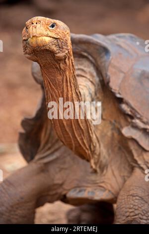 Close-up portrait of Lonesome George, the last of his species of Giant Tortoise (Chelonoidis abingdoni) at the Darwin Research Center on Santa Cruz... Stock Photo