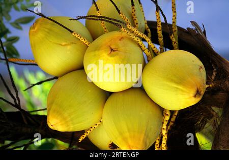 Close view of a cluster of coconuts growing on a tree; Cozumel, Mexico Stock Photo