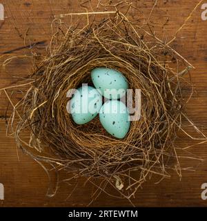 Three blue eggs in birds nest Stock Photo