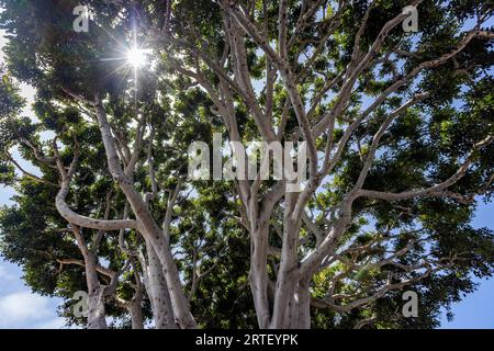 Sun shining through tree branches Stock Photo