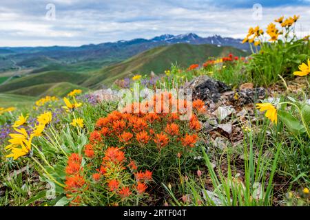 USA, Idaho, Hailey, Orange Indian Paintbrush (Castilleja) and yellow Arrowleaf Balsamroot (Balsamorhiza sagittata) wildflowers on Carbonate Mountain Stock Photo