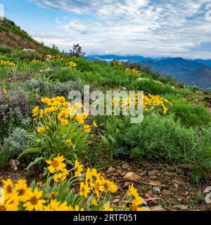 USA, Idaho, Hailey, Arrowleaf Balsamroot (Balsamorhiza sagittata) wildflowers on Carbonate Mountain Stock Photo