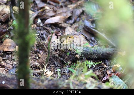 The ochre-breasted antpitta (Grallaricula flavirostris) is a species of bird placed in the family Grallariidae. Stock Photo