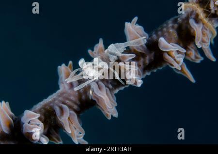 Whip Coral Shrimp, Pontonides unciger, on Whip Coral, Alcyonacea Order, Underwater Temple dive site, Pemuteran, Buleleng Regency, Bali, Indonesia Stock Photo