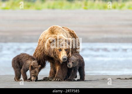 Mom and Her Two Cubs at the Beach Stock Photo