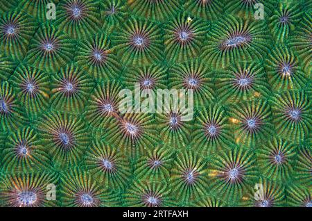 Corallites of Honeycomb Coral, Diploastrea heliopora, classified as Near Threatened; Mangroves dive site, Menjangan Island, Buleleng Regency, Bali, In Stock Photo