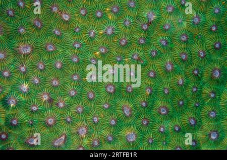 Corallites of Honeycomb Coral, Diploastrea heliopora, classified as Near Threatened; Mangroves dive site, Menjangan Island, Buleleng Regency, Bali, In Stock Photo