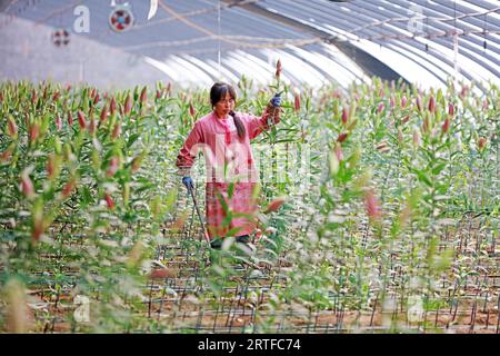 Luannan County - May 16, 2019: Workers gather fresh cut lilies in greenhouses, Luannan County, Hebei Province, China Stock Photo