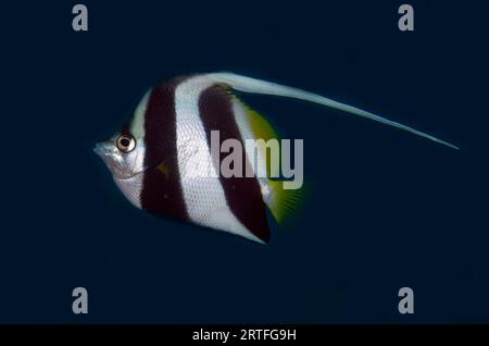 Longfin Bannerfish, Heniochus acuminatus, Puri Jati dive site, Seririt, Buleleng Regency, Bali, Indonesia Stock Photo