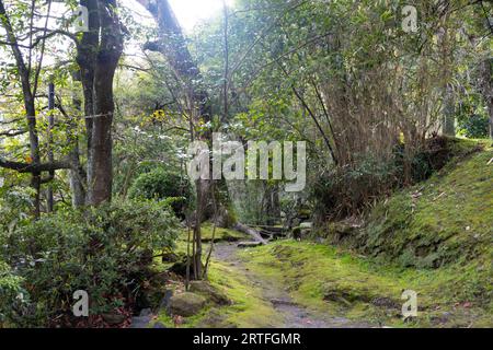 Kagoshima, Japan. 13th Mar, 2023. Nature hiking trails in Mount Shiroyama (Credit Image: © Taidgh Barron/ZUMA Press Wire) EDITORIAL USAGE ONLY! Not for Commercial USAGE! Stock Photo