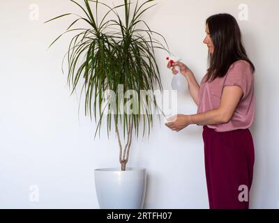 Woman hand wiping dust off green leaves of Dracaena Marginata Stock Photo