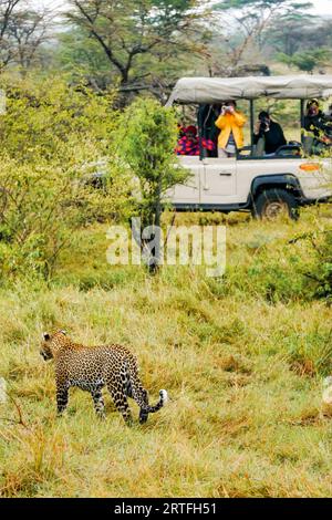Maasai Mara, Kenya - Sept 26, 2013. Focus on a male leopard (Panthera pardus) walking calmly through grass while Asian safari guests take photos. Stock Photo