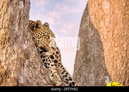 Focus on the face of a well camouflaged leopard (Panthera pardus) in Botswana eying its surroundings while resting in a tree during the day. Stock Photo