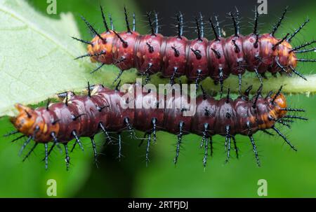 many tiny tawny coster's butterfly caterpillars on the green leaves. Stock Photo