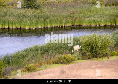 River goes through green grass field. Stock Photo