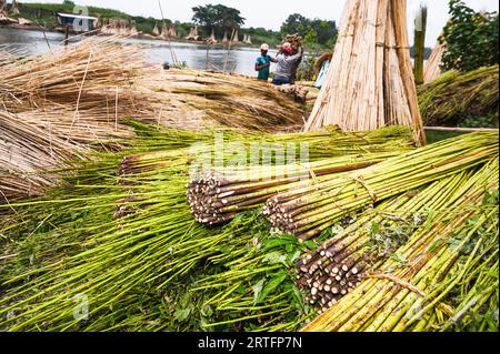 Qorinlari semiz bolgan tola qizlar