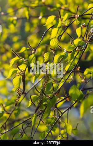 Close up view of flowering yellow catkins on a river birch tree betula nigra in spring, with blue sky background. Stock Photo