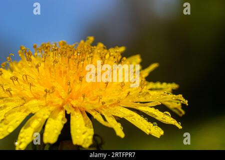 Dandelion Taraxacum officinale close-up. Yellow primrose. Bright spring background. Shallow depth of field, macro. Stock Photo