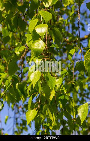 Close up view of flowering yellow catkins on a river birch tree betula nigra in spring, with blue sky background. Stock Photo