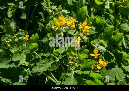 Macro photo of nature yellow flowers of celandine. Background blooming flowers plant celandine. Stock Photo