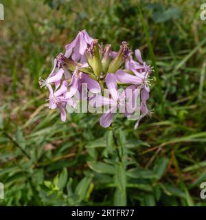 Closeup view of saponaria officinalis pink flowers aka common soapwort, soap weed or bouncing bet blooming in the wild in summer Stock Photo
