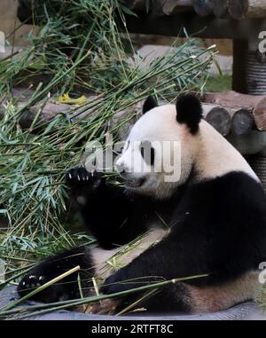 A closeup of a giant panda bear eating bamboo plants Stock Photo