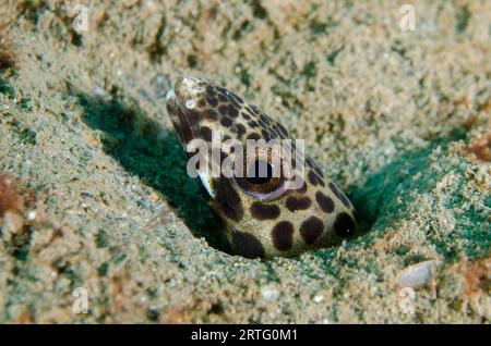 Barred Sand Conger, Poeciloconger fasciatus, in hole, Dili Rock East dive site, Dili, East Timor Stock Photo