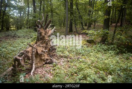 The uprooted stumps Stock Photo