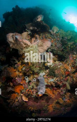 Crinoid, Comatulida Order, on Elephant-ear Sponge, Ianthella basta,, with sun in background, The Cove dive site, Atauro Island, East Timor Stock Photo