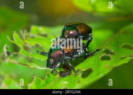 Japanese Beetles on a leaf, Popillia Japonica Stock Photo