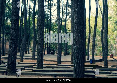 Wooden stage among the pine trees Stock Photo