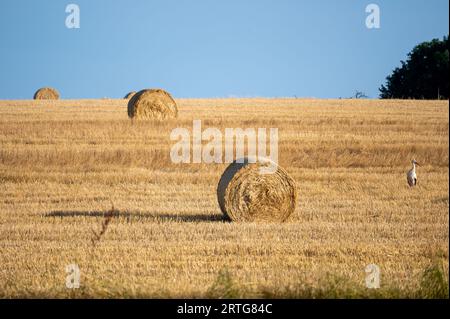 A stork ( Ciconiidae ) stands on a harvested field with hay bales and blue sky Stock Photo