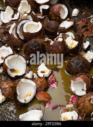 Broken coconuts lying on the ground at city street after coconut breaking ritual during Festival of the god Ganesh in Paris, France. Traditions Stock Photo