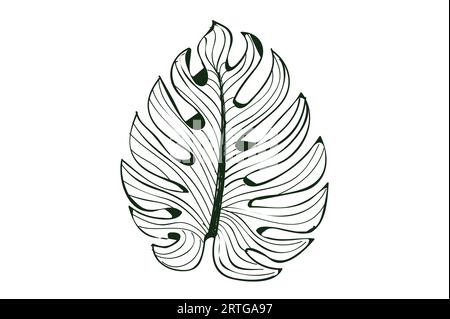 Monstera leaf line art on white background, isolated Stock Photo
