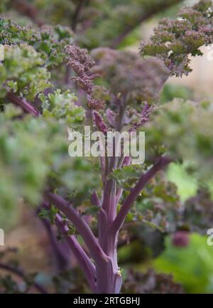 Close up of Purple kale and stalks Stock Photo