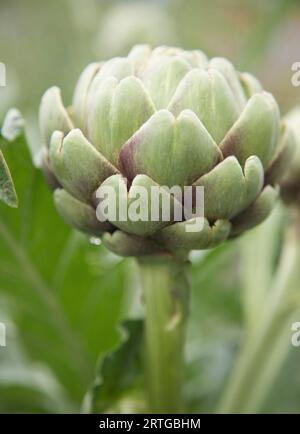 Close up of Green globe artichoke Stock Photo