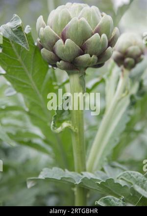 Close up of Green globe artichoke Stock Photo