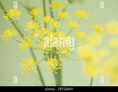 Fennel blossom on green background Stock Photo