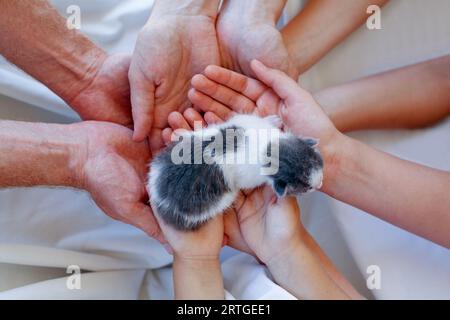 Little kitten is being held in the hands, top view Stock Photo