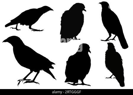 Set of collection of bird silhouette shapes: raven, crow, dove, thrush on a white isolated background. Design element Stock Photo