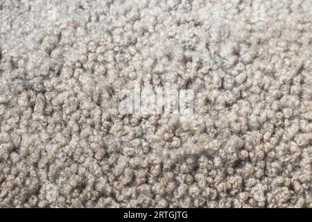 sheep fleece, close-up of curly wool Stock Photo