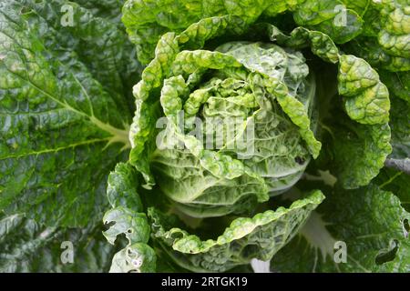 Close up image of butterhead lettuce in a garden Stock Photo