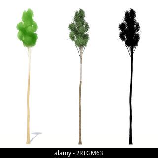 Set or collection of Common Hazel trees, painted, natural and as a black silhouette on white background. Concept or conceptual 3d illustration for nat Stock Photo