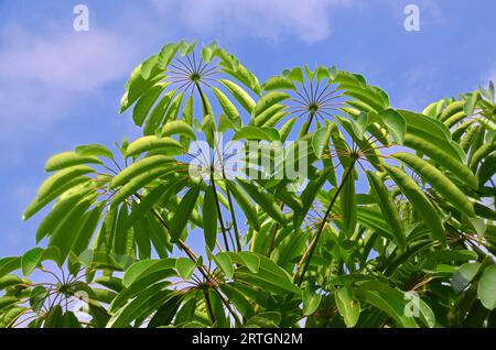 Octopus Tree has green compound leaves with long stalks and is arranged around the trunk Stock Photo